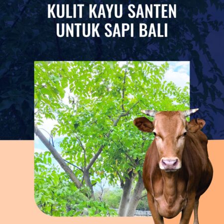 Manfaat Air Rebusan Kulit Kayu Santen untuk Sapi Bali