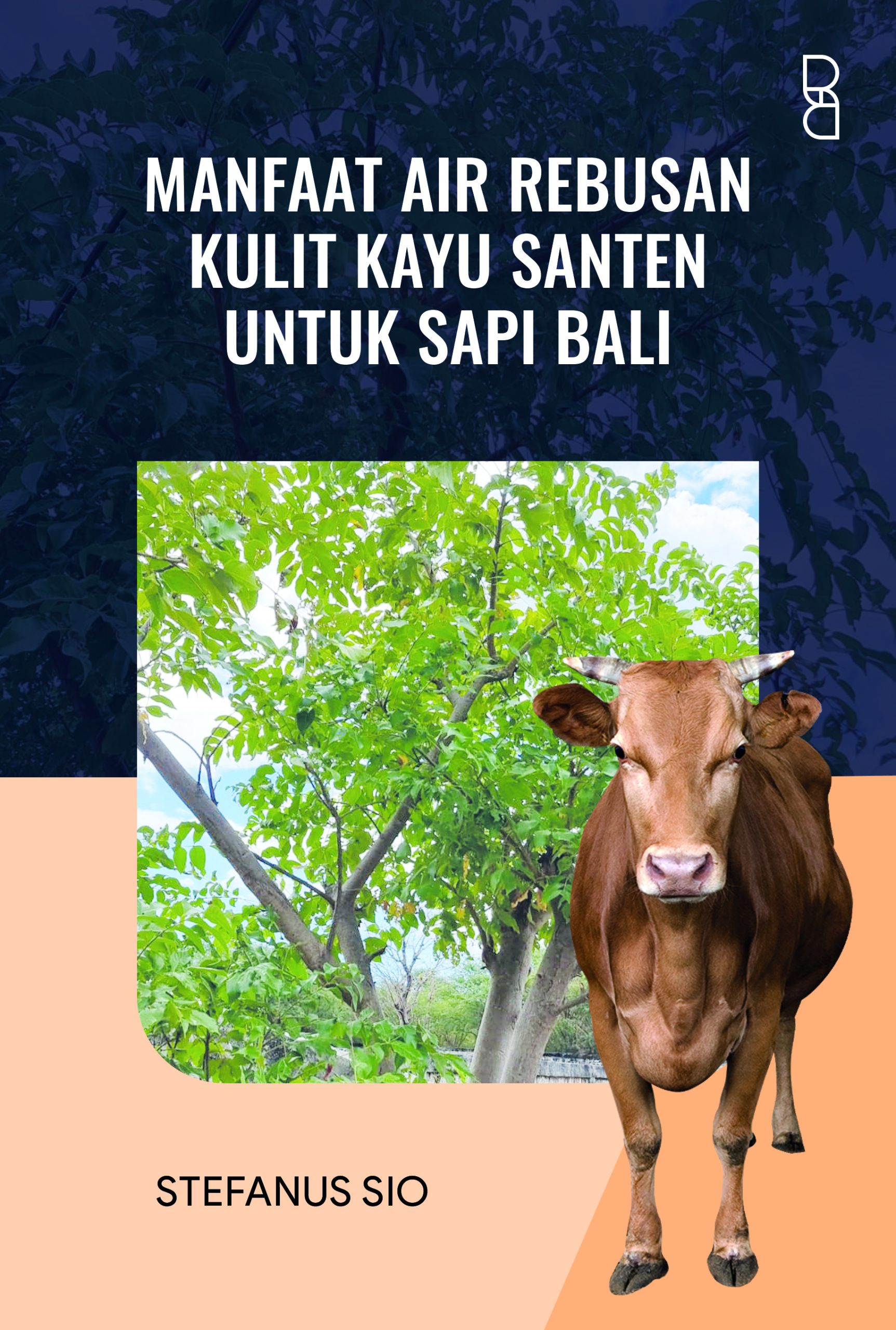 Manfaat Air Rebusan Kulit Kayu Santen untuk Sapi Bali