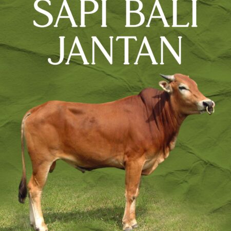 Pertumbuhan Sapi Bali Jantan